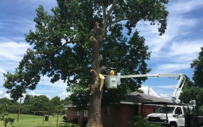 Tree Removal Permits and Ordinances in Macon, GA