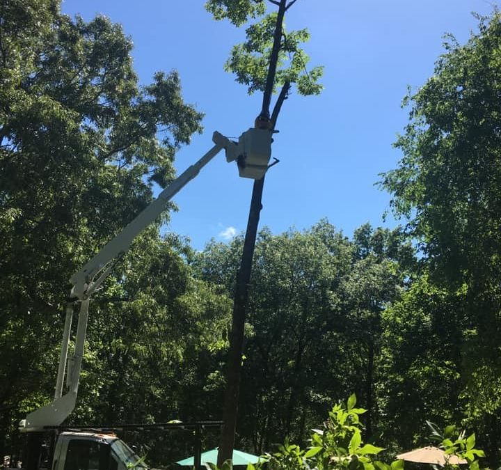 Twisted Tree Service Offers Tree Removal Services In Macon, GA