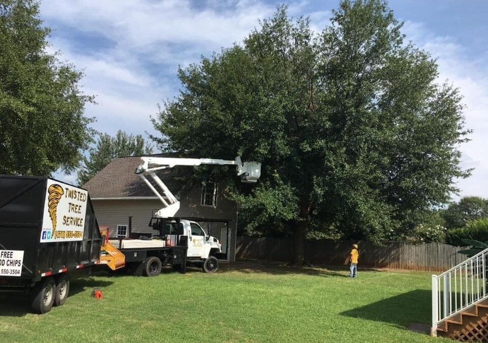 Professional Tree Care Experts Provide Summer Care Tips